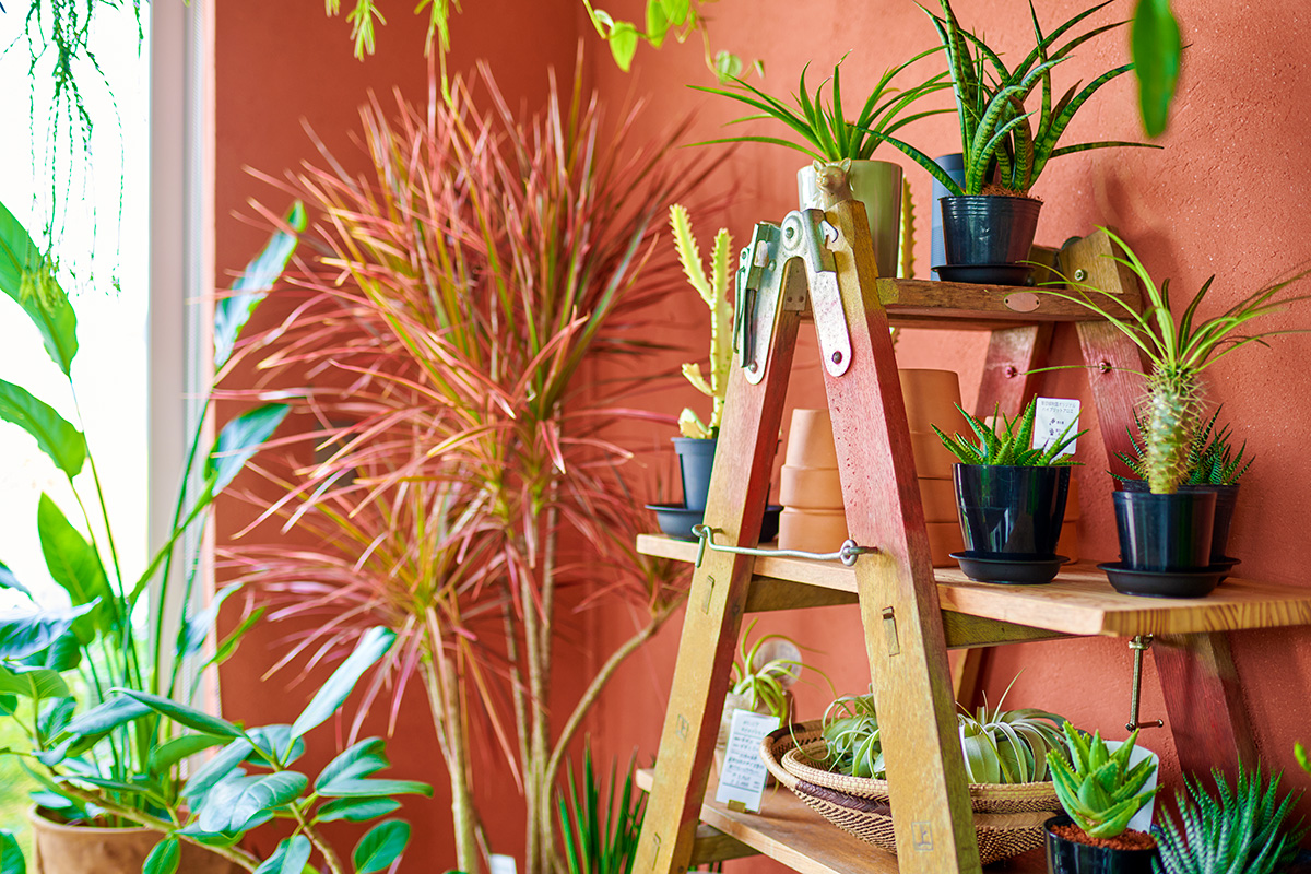 南国植物のある暮らし 店舗写真